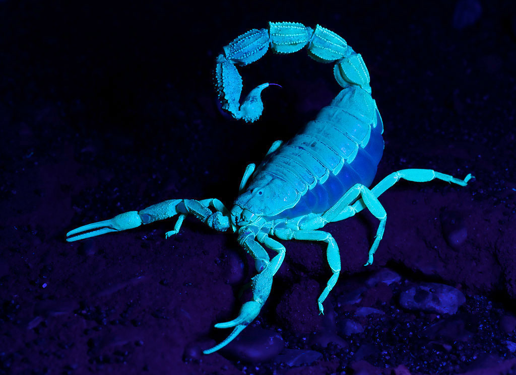 Scorpion Uv