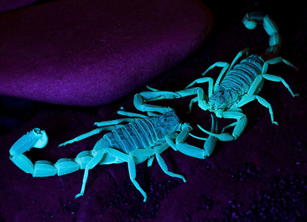 Scorpion Uv