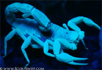 Desert Hairy Scorpion