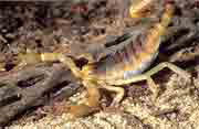 Desert Hairy Scorpion