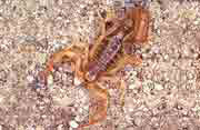 Devil Scorpion
