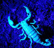 Emperor Scorpion in Ultra Violet light