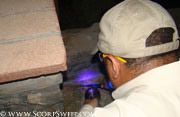 Pest Control Paradise Valley