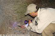 Pest Control Scottsdale