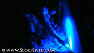 Scorpion Pest Control