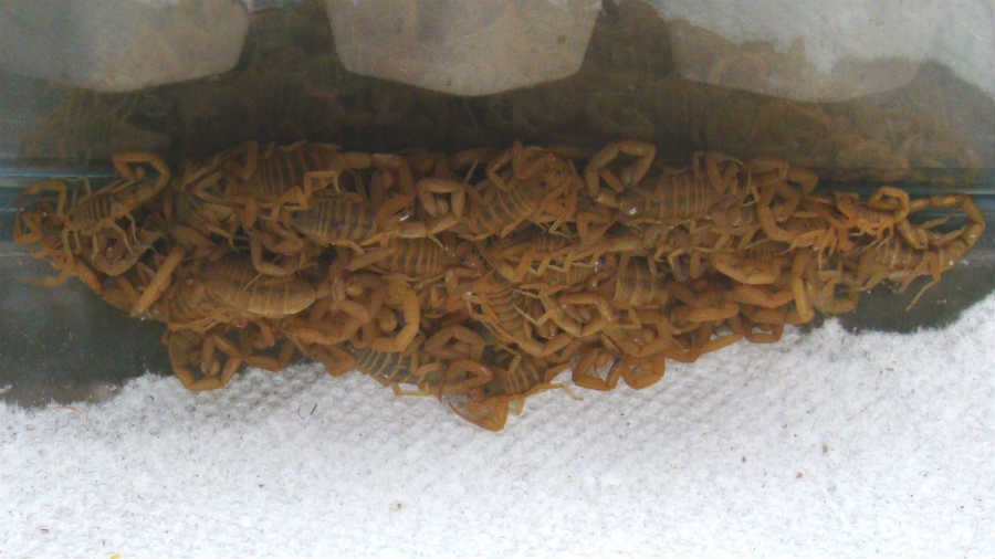 Ball Of Arizona Bark Scorpions