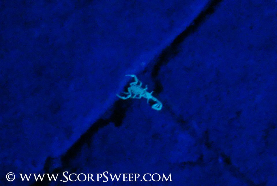 Scorpion in a Crack of a Driveway