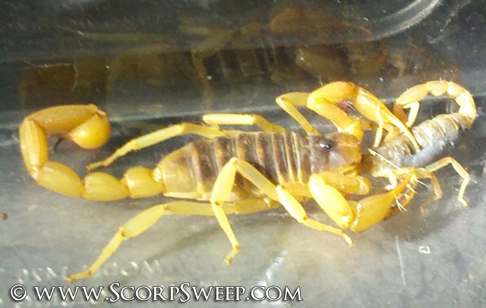 Desert Hairy Scorpion Eating Arizona Bark Scorpion
