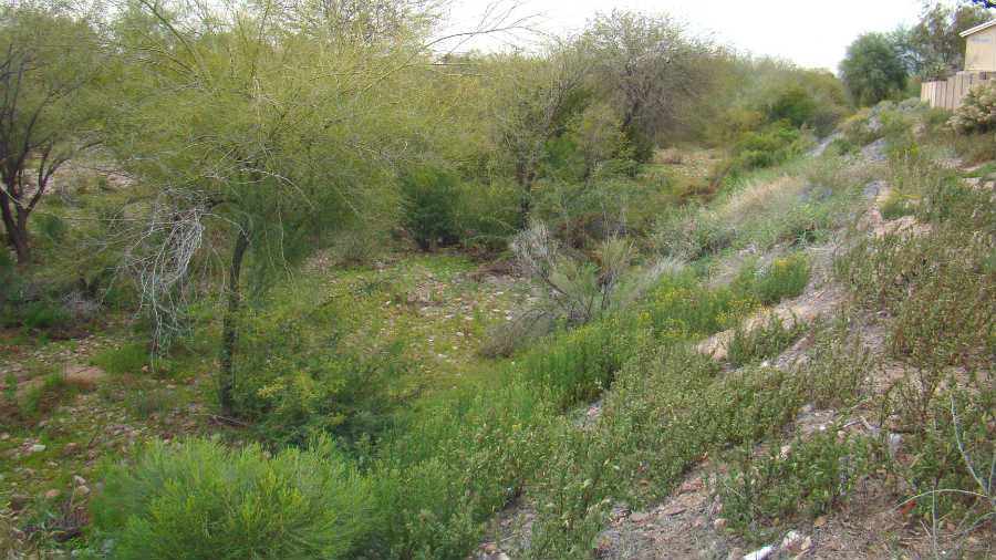 Greenbelt In Scottsdale, AZ