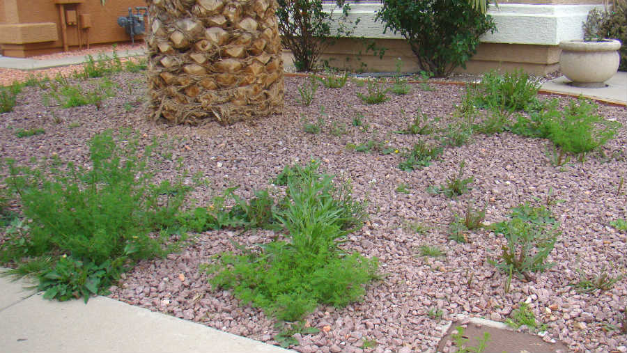 Messy Yard In Mesa